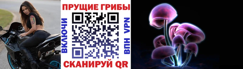 купить Новотитаровская Галлюциногенные грибы Cubensis
